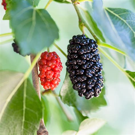 dwarf mulberry varieties.